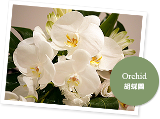 Orchid胡蝶蘭